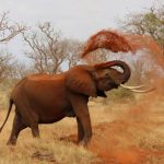 Animali da vedere durante un safari in Tanzania
