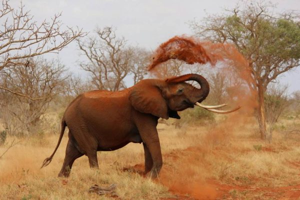 Animali da vedere durante un safari in Tanzania
