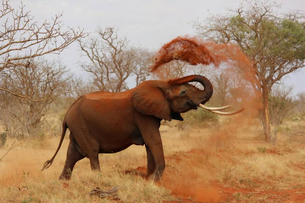Animali da vedere durante un safari in Tanzania